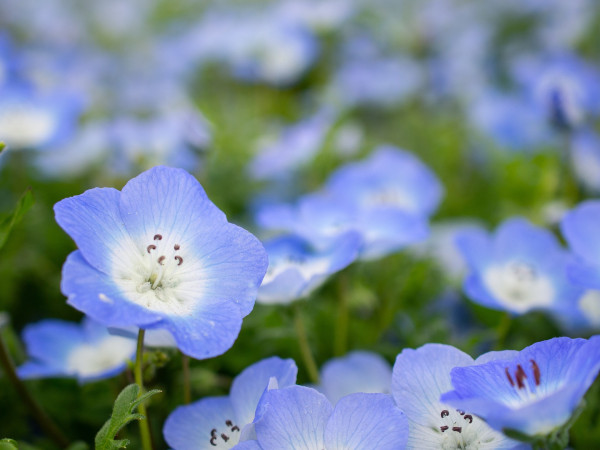 nemophila-4172894_1920