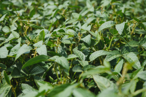 large-open-soybean-field-at-sunset-soybean-field-1
