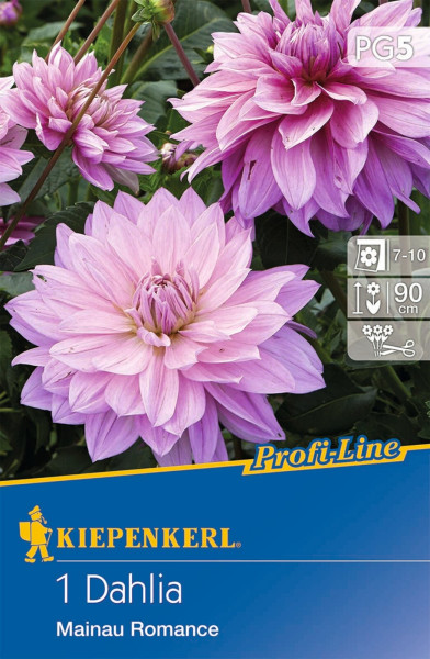 Produktbild von Kiepenkerl Dekorative Dahlie Mainau Romance mit einer Darstellung von rosa blühenden Dahlien und Verpackungsinformationen.