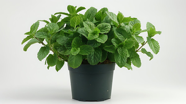 2400-ai-generated-medicinal-plants-peppermint-in-a-pot-on-a-white-background