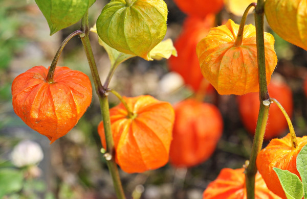 physalis-1547799_1920