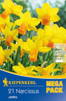 Kiepenkerl Mega-Pack Narzisse Jetfire