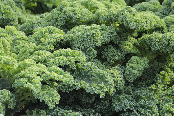 kale-438964_1920