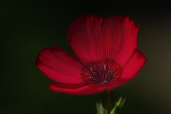 2400-red-flax-flower-on-a-dark-background-macro-photo-of-nature