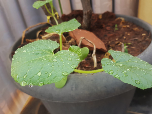 large-fresh-leaves-with-dew-drops