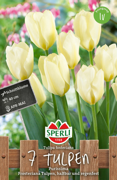 Produktbild von Sperli Fosteriana-Tulpe Purissima mit gelben Tulpen vor einem Gartenzaun und einem Schild mit der Aufschrift Schnittblume 40 cm APR-MAI sowie Markenlogo und Zusatzinformationen.