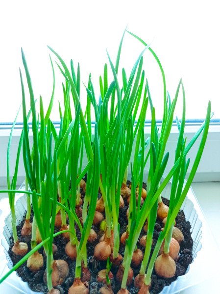 2400-growing-green-onions-at-home