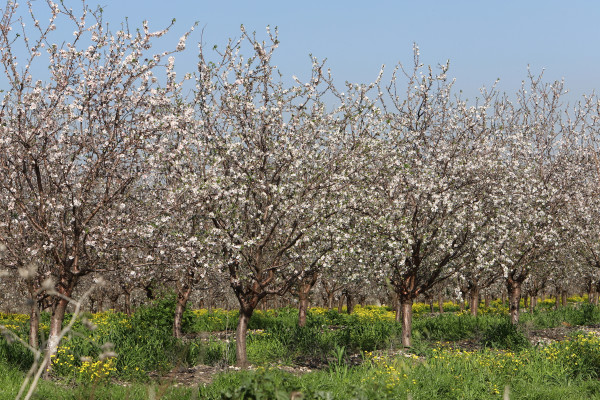 2400-summer-flowers-in-a-city-park-in-israel