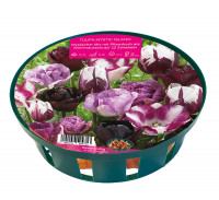 Sperli Young Generation Mystic Island