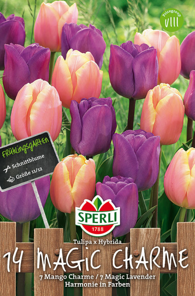 Produktbild von Sperli Frühlingsgarten Magic Charme mit Darstellung von lila und peachfarbenen Tulpen sowie Informationen zu Sorte und Größe auf einem Schild und Verpackungsdetails.