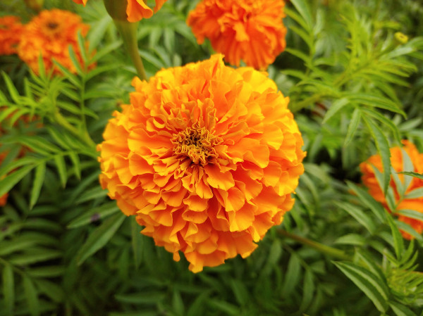 large-natural-flower-in-garden