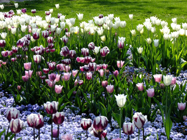 tulips-2239883_1280