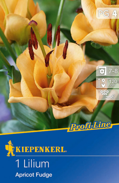 Produktbild von Kiepenkerl Gefüllte Lilie Apricot Fudge mit Nahaufnahme der Blüte Informationen zur Blütezeit Pflanzenhöhe und der Produktreihe Profi-Line.