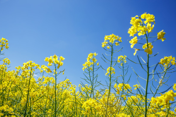 2400-field-of-beautiful-springtime-golden-flower-of-rapeseed-with-blue-sky-canola-colza-in-latin-brassica-napus-rapeseed-is-plant-for-green-industry