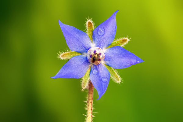 2400-strong-blue-borage-bloom-in-the-morning-light