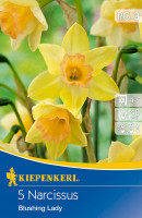 Kiepenkerl Narzisse Blushing Lady