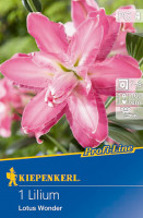 Kiepenkerl Gefüllte Lilie Lotus Wonder