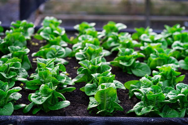 large-fresh-lettuce-in-the-vegetable-garden