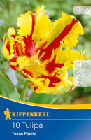 Kiepenkerl Papagei Tulpe Texas Flame