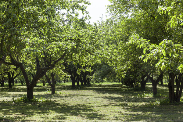 large-green-public-park