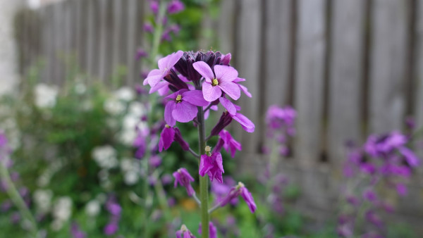 matthiola-4214882_1920