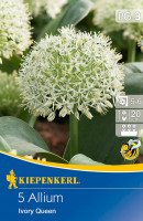 Kiepenkerl Zierlauch Ivory Queen