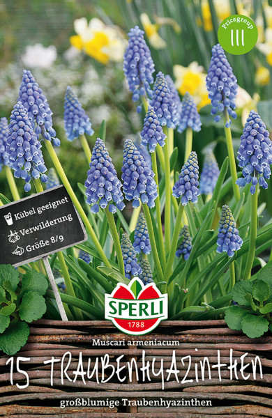 Produktbild von Sperli Armenische Traubenhyazinthe mit blühenden Pflanzen und Verpackungsinformationen wie Preisgruppe und Größe
