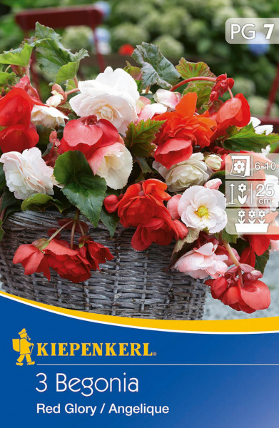 Produktbild von Kiepenkerl Hängende Knollenbegonie Red Glory und Angelique mit Pflanzen in einem Korb und Verpackungsinformationen.