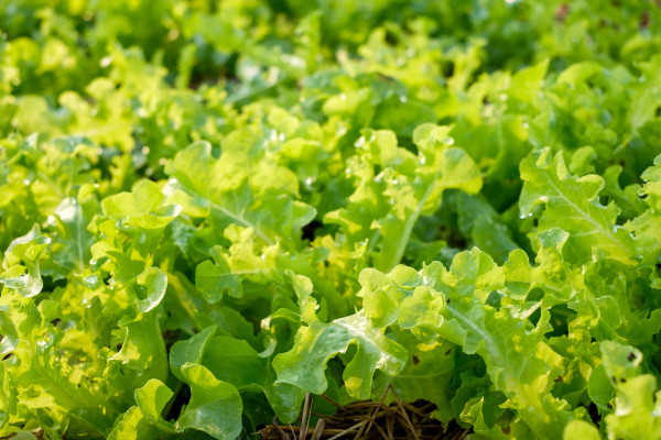 2400-farming-organic-green-oak-lettuce-2