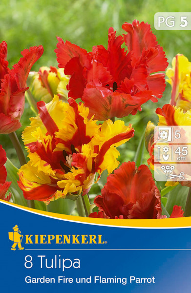 Produktbild von Kiepenkerl Papagei Tulpen Garden Fire mit roten und gelben Blüten, Verpackungsdesign und Pflegeinformationen.