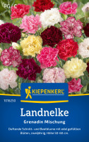 Kiepenkerl Landnelke Grenadin Mischung