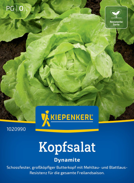 Kiepenkerl Kopfsalat Dynamite