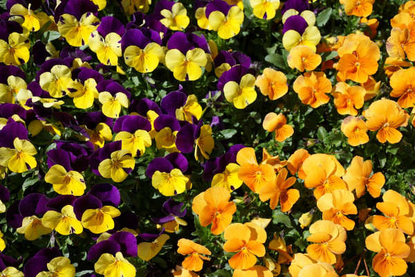 2400-colorful-pansies-in-the-park