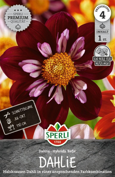 Produktbild von Sperli Dahlie Eefje mit einer Darstellung der Blüte, Informationen zu Blühzeitraum und Wuchshöhe sowie Hinweisen zur Premiumqualität und Nutzinsektenfreundlichkeit.