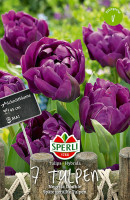 Sperli Gefüllte Späte Tulpe Negrita Double
