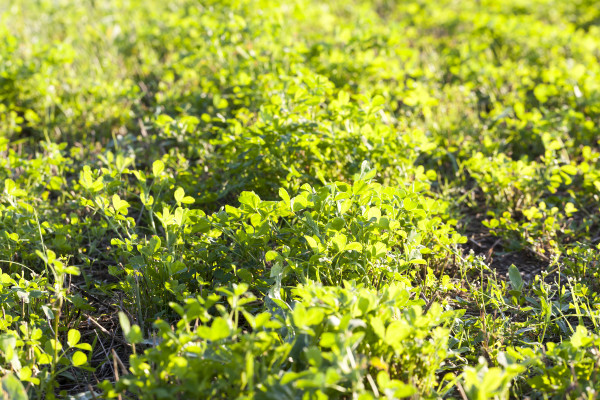 large-grass-field-close-up