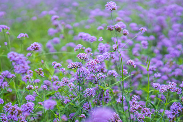 2400-blurred-background-purple-inflorescence-of-lavender-buds-flower-field