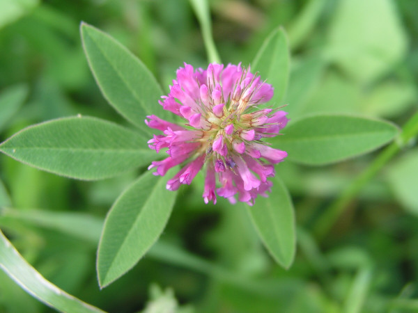 2400-flowering-pink-clover-on-the-street-among-the-grass-clover-leaves-around-the-flower-honey-plants-ukraine-collect-pollen-from-flowers-and-buds