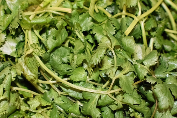 cilantro-7019326_1920