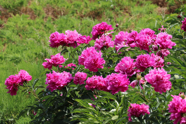 peonies-6788245_1920