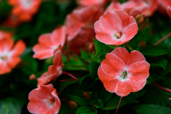 2400-beautiful-red-small-flower-in-garden