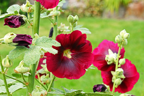 hollyhocks-4364059_1920