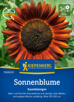 Kiepenkerl Sonnenblume Samtkönigin