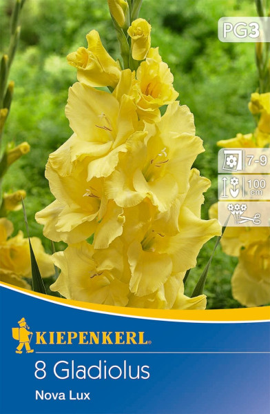 Produktbild von Kiepenkerl Großblumige Gladiole Nova Lux mit Abbildung der gelben Blüten und Verpackungsinformationen wie Blütezeit, Wuchshöhe und Pflanzhinweise.