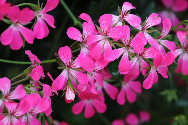 geraniums-4521585_1920phkVROaL2iPWi