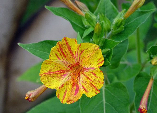 miracle-flower-3601101_1920