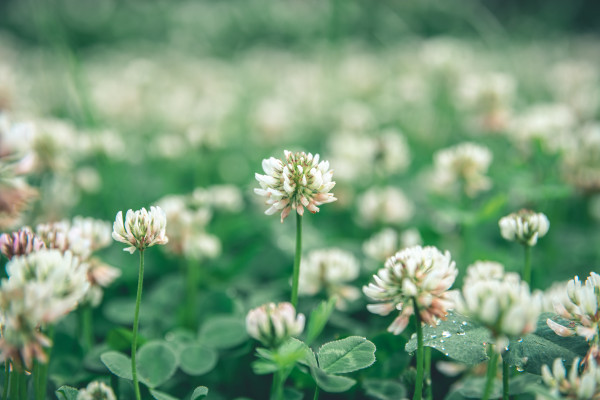 2400-natural-natural-background-close-up-a-lot-of-creeping-white-clover-on-the-field-1