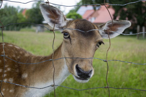 large-a-young-deer-behind-bars-close-up