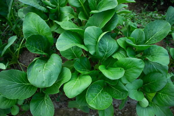 2400-mustard-greens-growing-in-farm-fields