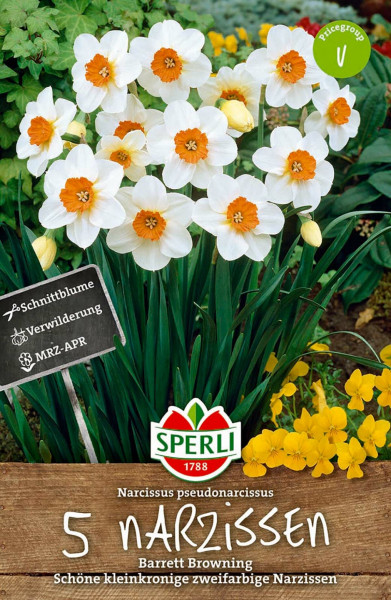 Produktbild von Sperli Kleinkronige Narzisse Barrett Browning mit Blüten in Nahaufnahme und Verpackungsinformationen in deutscher Sprache.